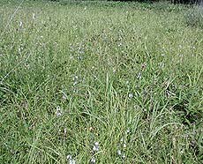 小田代原の花々