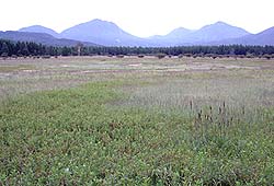小田代原(9月1日)