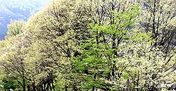 コナラの新緑