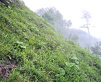 ニョホウチドリの咲く草地