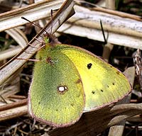 羽の縁や手足がピンク