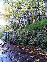 ブナに集まるホシガラスを観察する。足元にはブナの実が落ちている