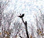 枯れ木に止まるホシガラス