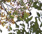 ブナの枝先に止まり実をついばむホシガラス