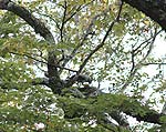 ブナの殻を近くのミズメに運び、実をついばむ