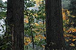 杉の巨木の奥にトチノキの黄葉が