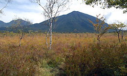 戦場ヶ原・草紅葉もそろそろ?